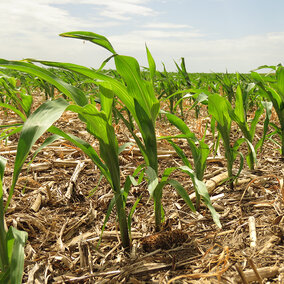 On-farm research field