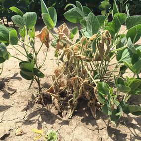 Stunted soybean plant