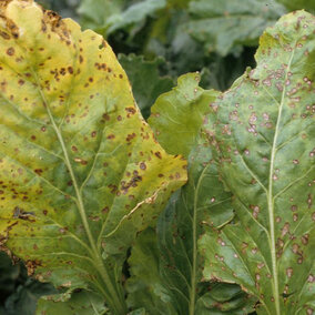 Cercospora