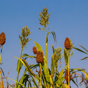 Sorghum field