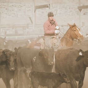 Cattle