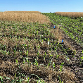 Cover crop field