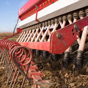 Planting wheat