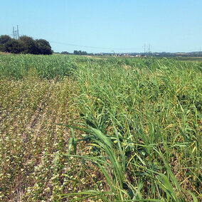 Cover crop field