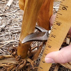 Cornstalk sample cutting