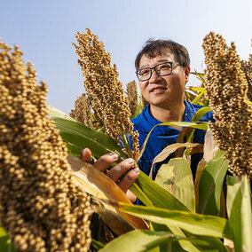 Jinliang Yang in sorghum field