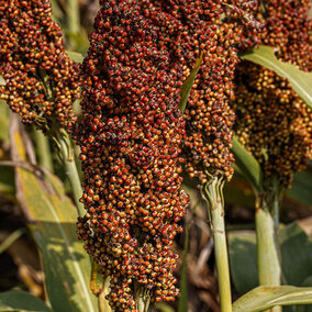 Sorghum field