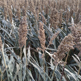 Frost damaged sorghum