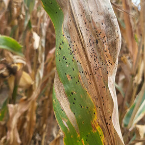 Tar spot on corn