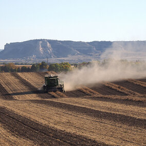 Dry bean harvest