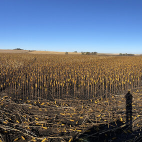 Fire damaged corn field