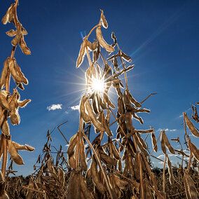 Soybean field