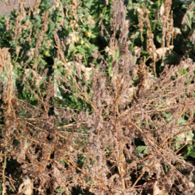 Dead Palmer and kochia weeds