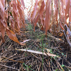 Cover crop in field