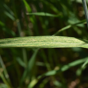 Wheat streak mosaic