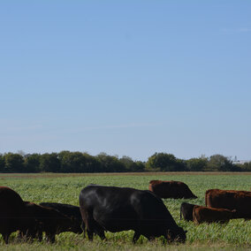 Cattle grazing cover crops