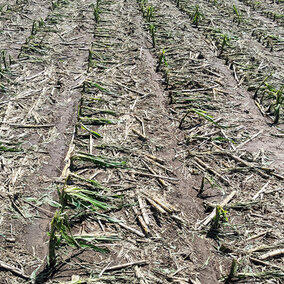 Damaged cornfield with broken stalks scattered across dry soil.