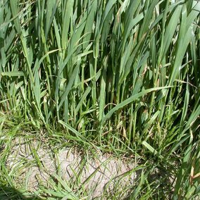 Oat ryegrass mixture