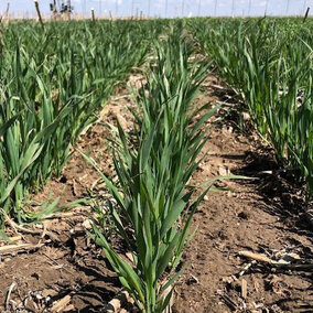 Jerry oat cover crop