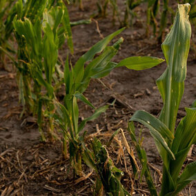 Corn field