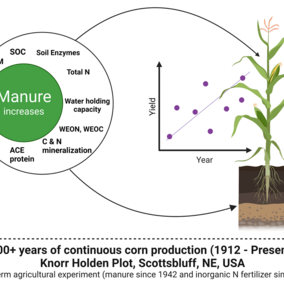 Corn yield diagram