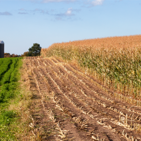 Alfalfa and corn fields