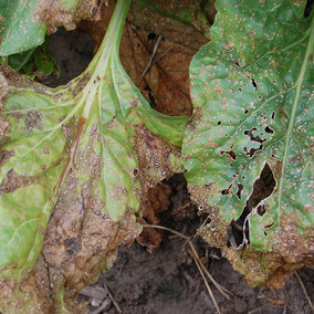 Cercospora leaf spot