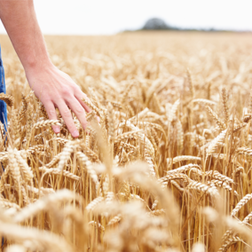 Farmer in wheat field