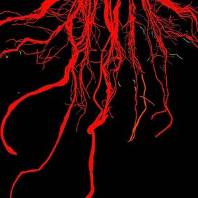 Corn roots
