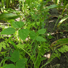 Interseeded cover crops