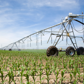 Irrigation system in corn