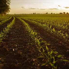 Crop field