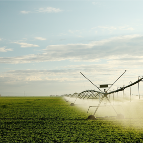 Irrigated alfalfa