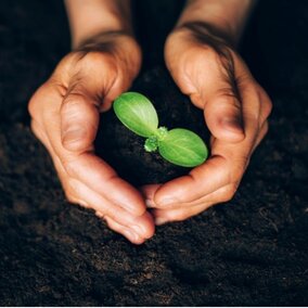 Hands in soil