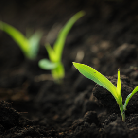 Corn seedlings