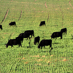 Cattle grazing