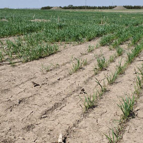 Sidney wheat field