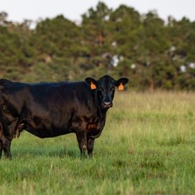 Cattle in pasture