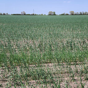 Wheat field in southeast Nebraska