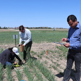 Research team gather samples in field