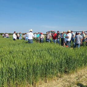 Wheat variety tour attendees in field