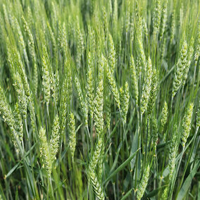 Wheat field