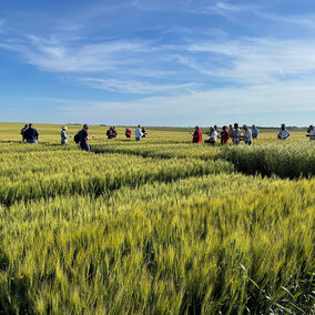 Field day participants in wheat field