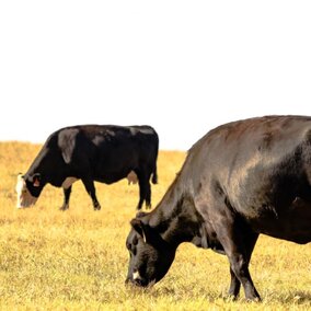 Cattle in pasture