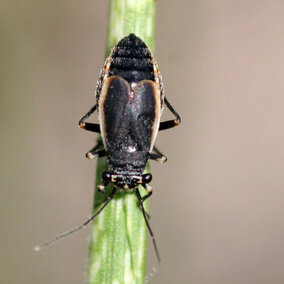 Black grass bug