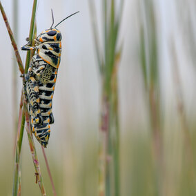 Grasshopper in field
