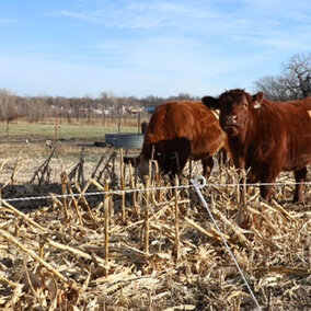 Cattle grazing cornstalks