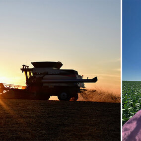 Combine and soybean field