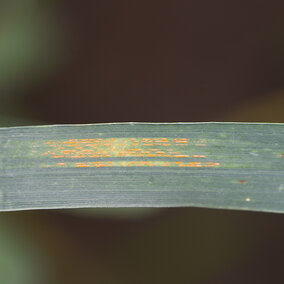 Stripe rust