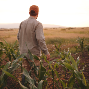 Farmer in field 